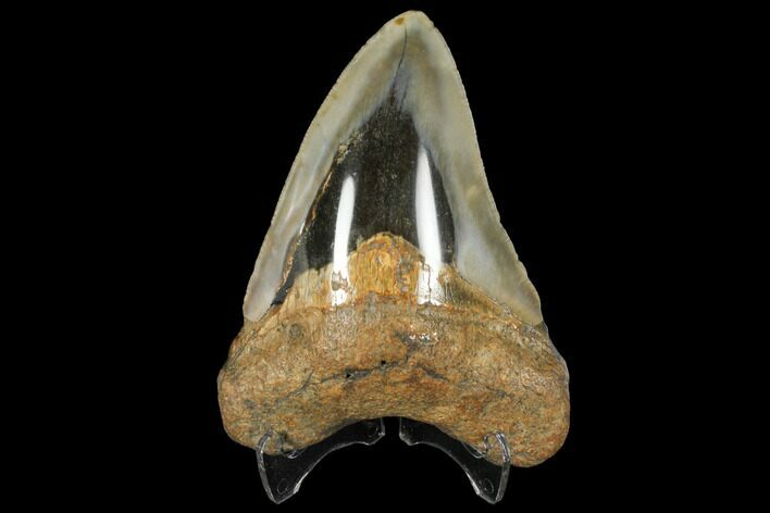Fossil Megalodon Tooth - Polished Blade #130710